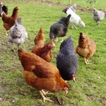 Chickens